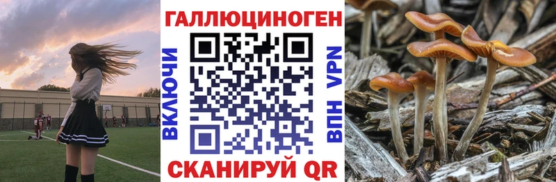хочу наркоту  Новоуральск  Псилоцибиновые грибы Psilocybine cubensis 